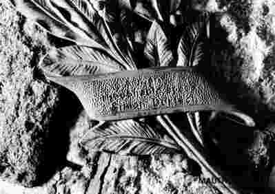 6.1.0005_01-03-006-01.jpg; 6.1.0005; ;